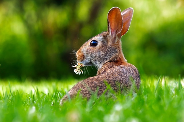 Comment attraper un lapin : 10 astuces simples qui marchent