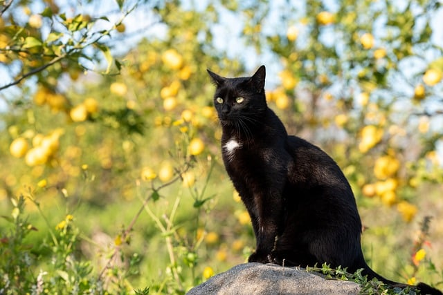 Comment faire pour que mon chat reste dans le jardin