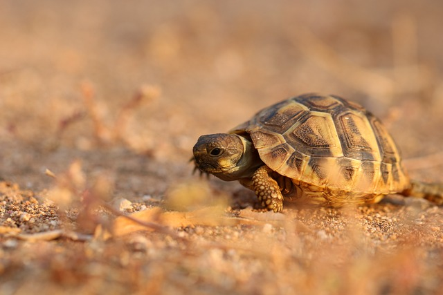 Comment s'occuper d'une tortue de terre à la maison : Guide complet