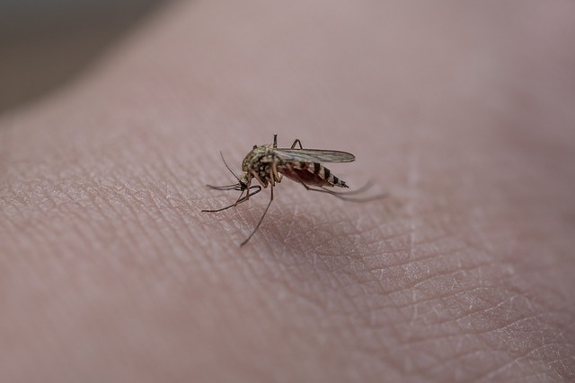 Comment éviter les piqûres de moustiques avec des remèdes de grand-mère ?