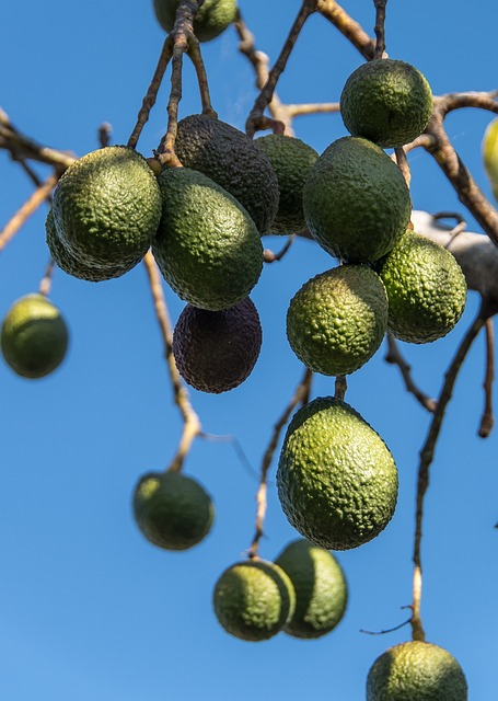 Comment faire pousser un avocat : Guide complet