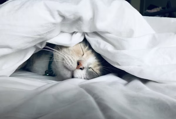 Comment soigner une insomnie naturellement : méthodes douces et efficaces