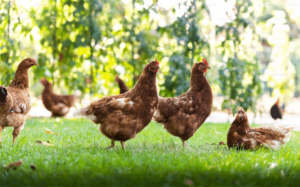 Comment cuire un chapon pour qu’il reste moelleux ?