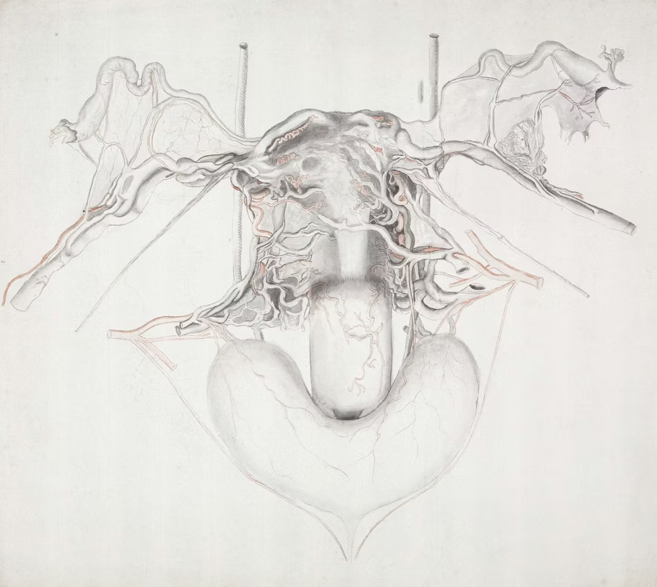 Comment nettoyer l'utérus après un avortement ?