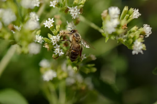 Comment les abeilles communiquent entre elles ? Les secrets du langage de la ruche