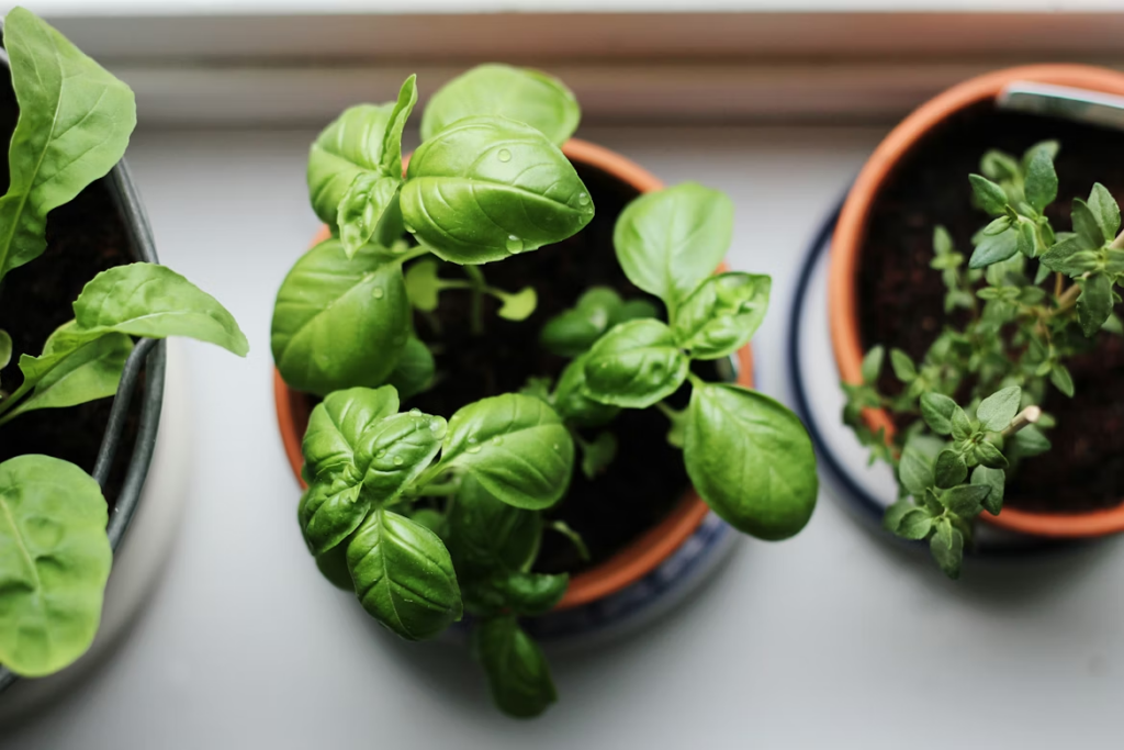 Comment conserver des herbes fraîches longtemps ?
